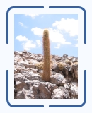 Ata-j1-115 * Ce sont des cactus géants comme vous le constaterez tout à l'heure... * 2304 x 3072 * (3.43MB)